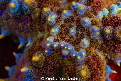 Spiny starfish Stone hard but mobile and a voracious pred... by Peet J Van Eeden 